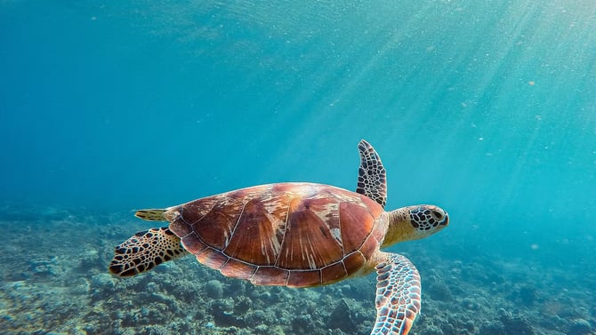 Responsible Ways to Experience Sea Turtles in Kauai: A Visitor's Guide